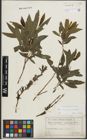 Foto von Salix purpurea L. x Salix viminalis L.